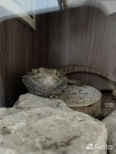 Змея маисовый полоз