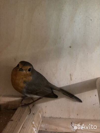 Певчие птицы