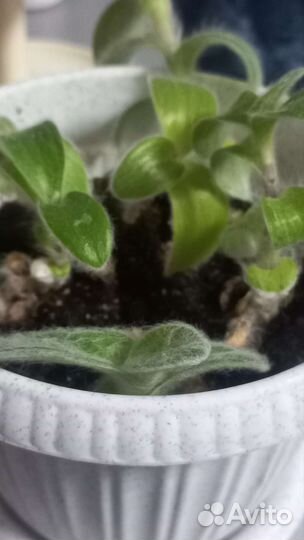 Комнатные цветы