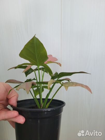 Сингониум, сциндапсус, фикус барок