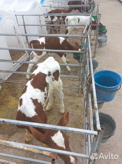 Отборные телята, бычки