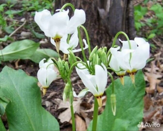 Додекатеон средний белый