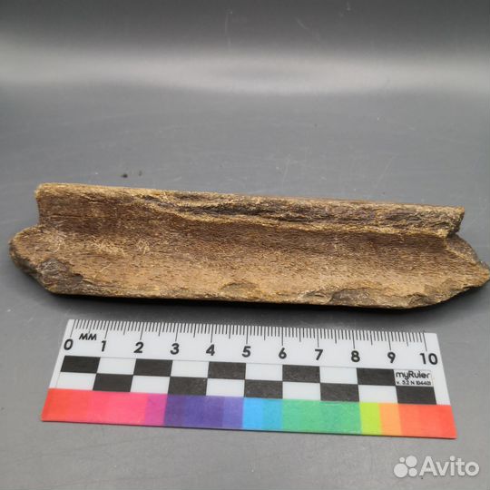 Окаменелые кости ископаемого кита Цетотерия