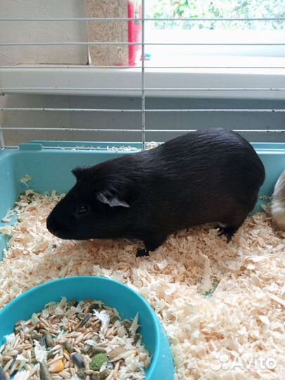 Морская свинка