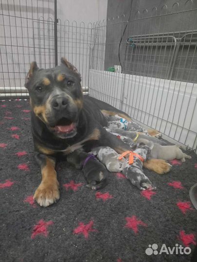 Американский булли