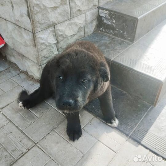 Щенок в добрые руки