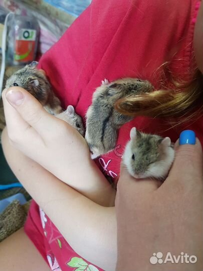 Джунгарский хомяк бесплатно