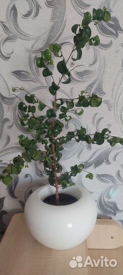 Фикус Барокко и Ирен