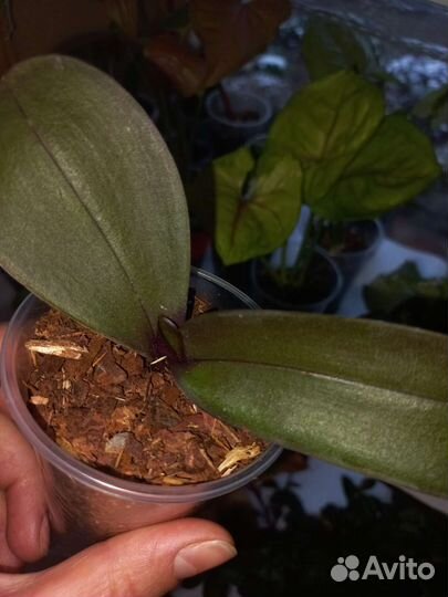 Орхидея фаленопсис детка