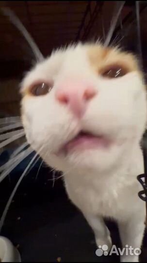 Рыжик ищет дом