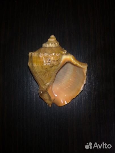 Ракушка(СССР)