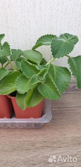 Мята комнатная