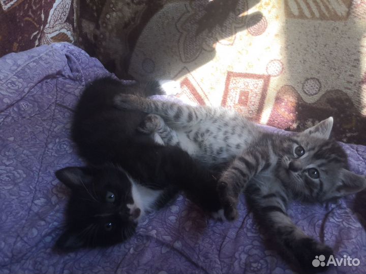 Котята в добрые руки