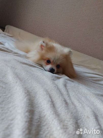 Померанский шпиц медвежьего типа