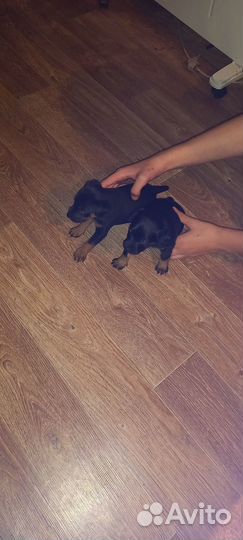 Щенки ягдтерьера