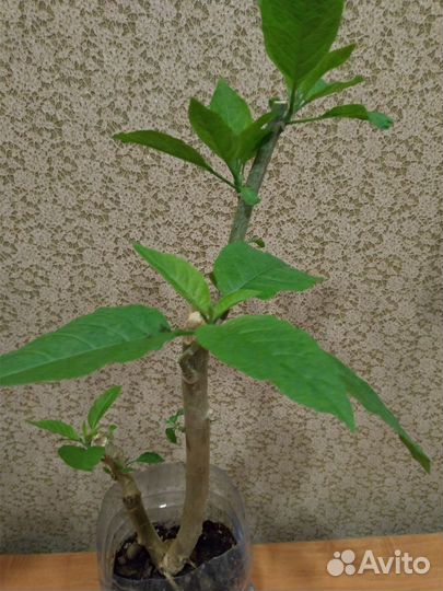 Кто забыл купить Бругмансию