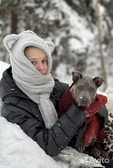 Голубые щенки тайского риджбека