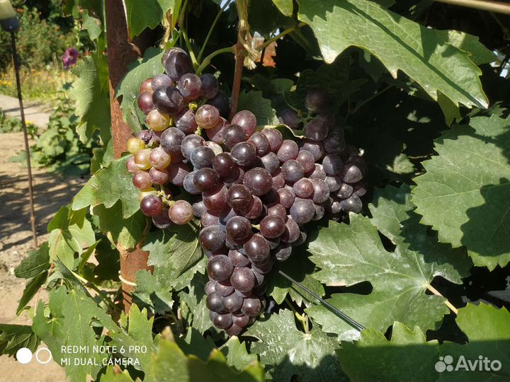 Виноград