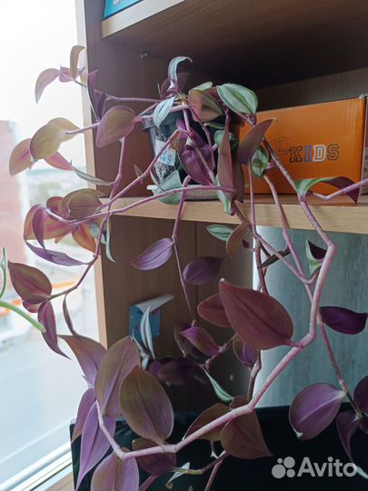 Комнатные растения