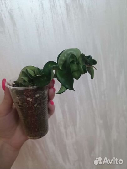 Хойя карноза