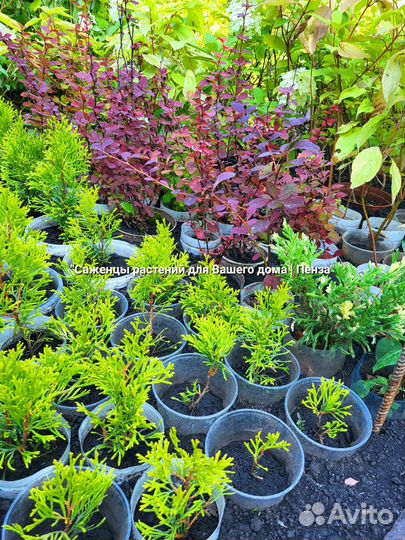 Саженцы кустарники хвойники плодовые комнатные