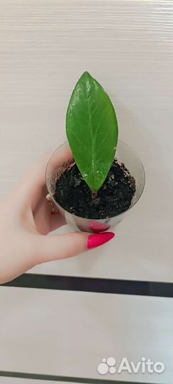 Замиокулькас