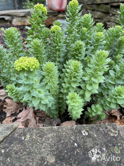 Родиона розовая (золотой корень)