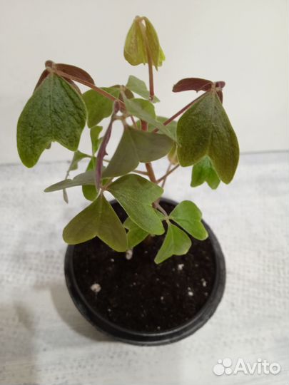 Оксалис(кислица) Ортгиса- Oxalis Ortgiesii Redel