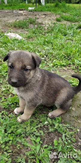 Собака в добрые руки отдам бесплатно