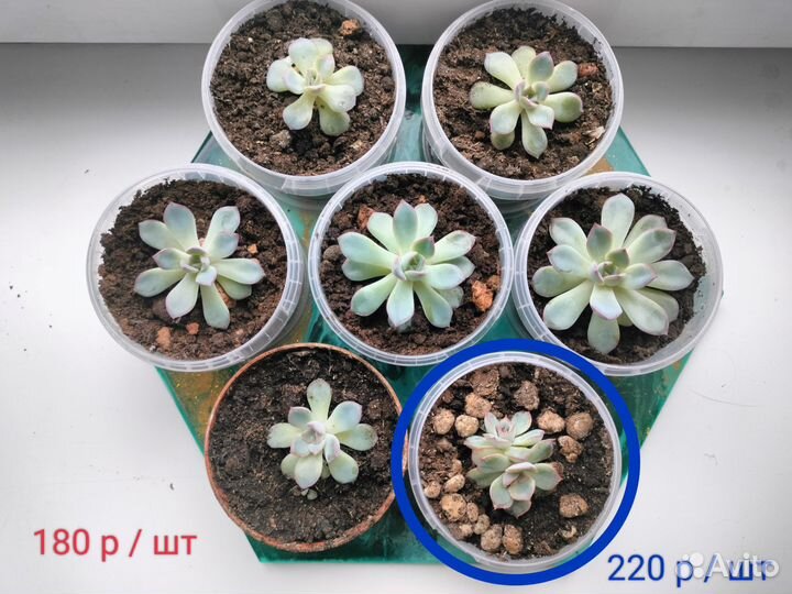 Суккуленты