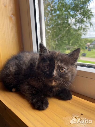 Британские котята бесплатно