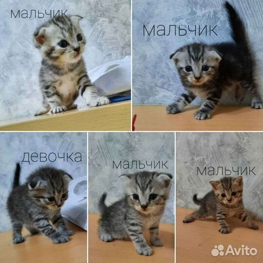 Шотландец вязка