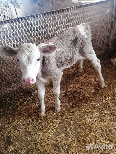 Продам телочку