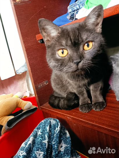 Отдам бесплатно кошку