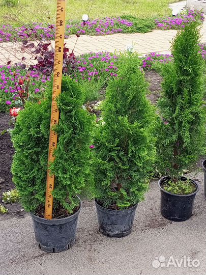 Туи и можжевельники