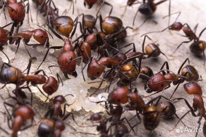 Муравьи camponotus nicobarensis
