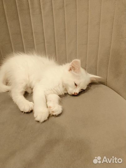 Белый котик с голубыми глазами