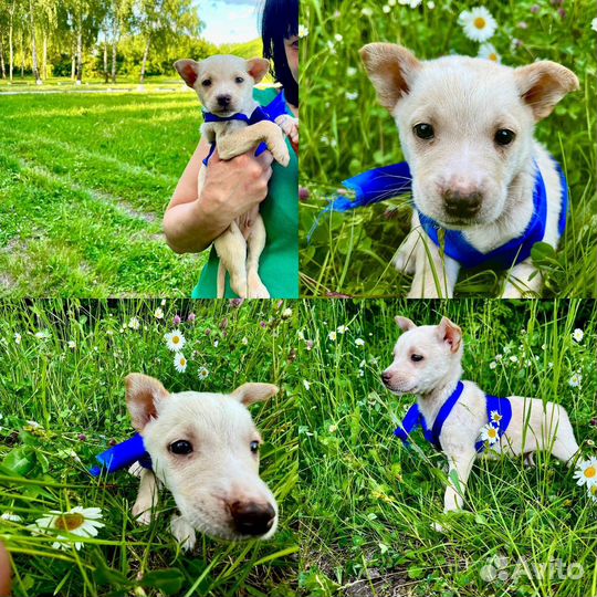 Щенок в добрые руки бесплатно