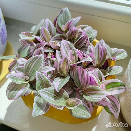 Традесканция нанук