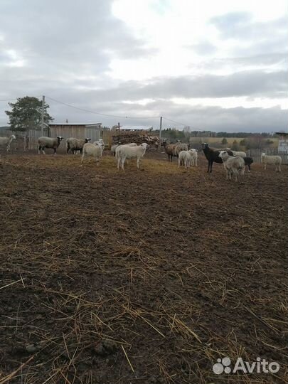 Ярочки бараны