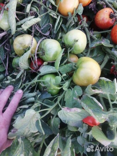 Помидоры сливка оптом и лоджейн зелёный