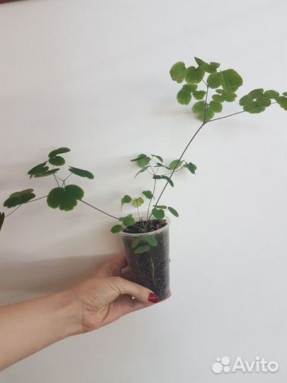 Василистник многолетник