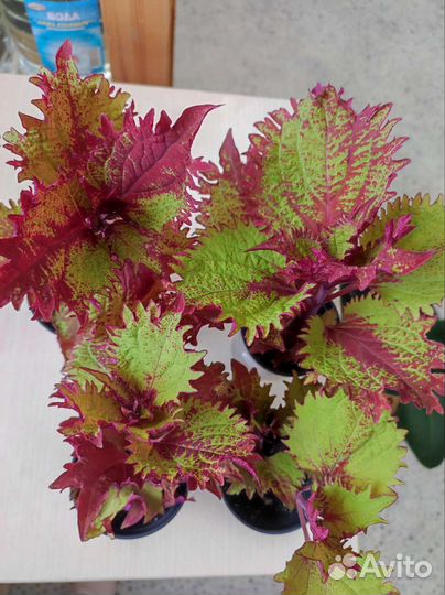 Махровый бальзамин,Колеус Аватар, Хенна