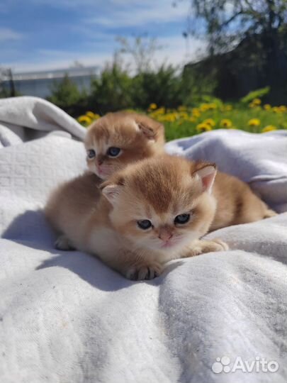 Шотландская кошечка