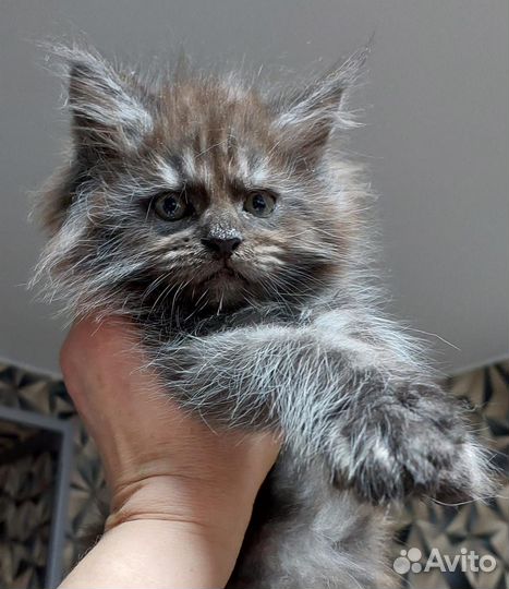 Котята мейн-кун