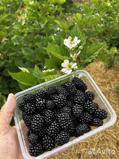 Саженцы ежевики