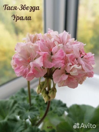 Пеларгония Тася-Звезда Урала
