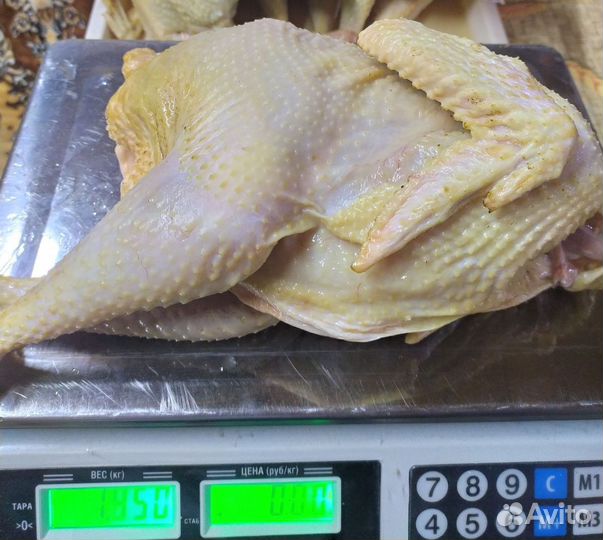 Курица домашняя,петушки