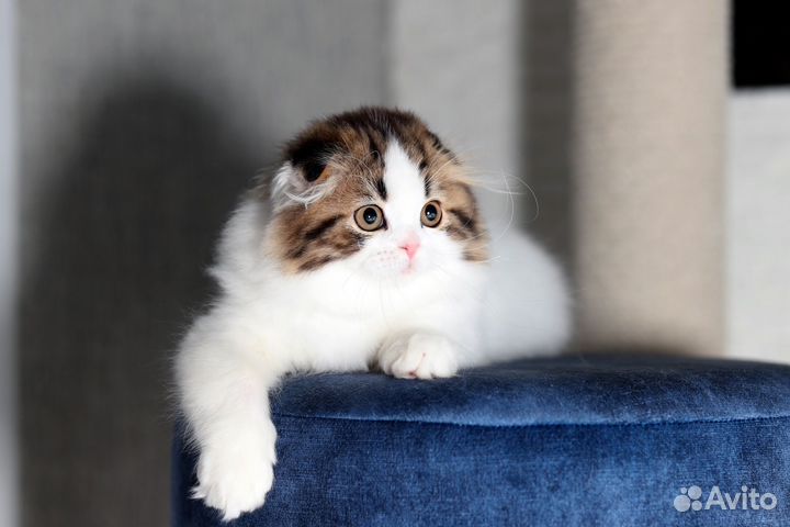 Шотландская вислоухая красавица