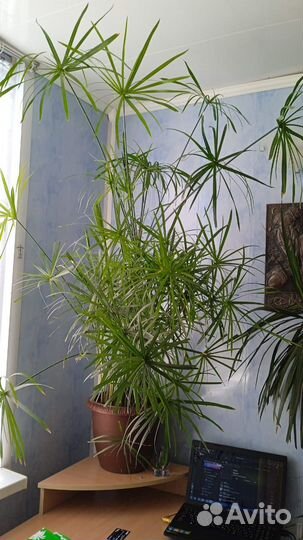 Цветы домашние